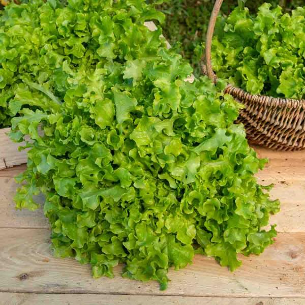 Potagères - Laitue à couper Salad Bowl verte - face recto